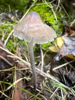 grooved bonnet thumbnail 1