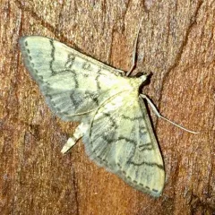 Hollow-spotted Blepharomastix Moth thumbnail 2