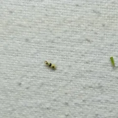 Three-banded Leafhopper thumbnail 2