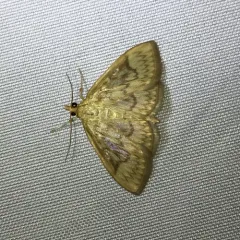 Bold-feathered Grass Moth thumbnail 2