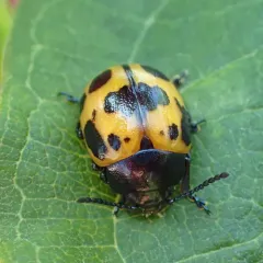 Swamp Milkweed Leaf Beetle thumbnail 3
