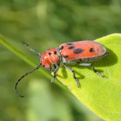 Red Milkweed Beetle thumbnail 1