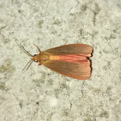 Orange Virbia Moth thumbnail 2