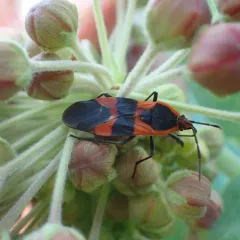 Large Milkweed Bug thumbnail 3