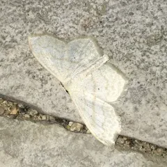 Large Lace-border Moth thumbnail 4