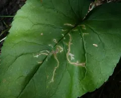 Scrobipalpula manierreorum thumbnail 4