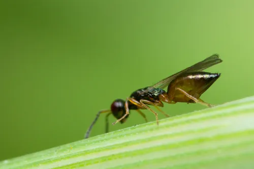 Panstenon poaphilum
