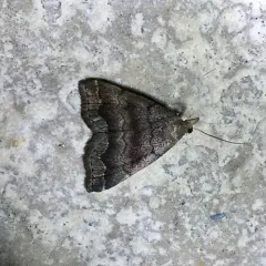 Black-banded Owlet thumbnail 3