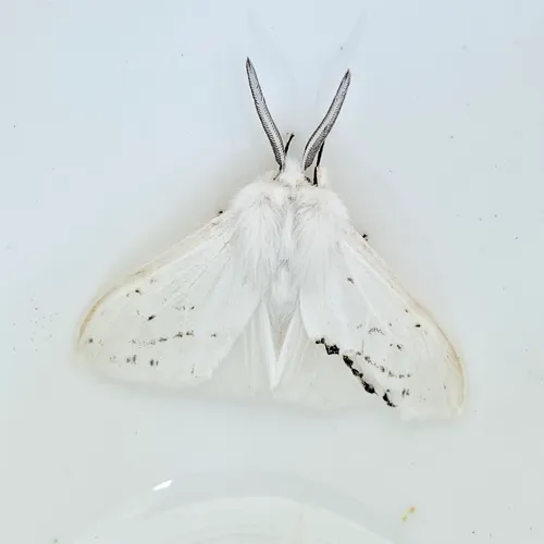 Agreeable Tiger Moth