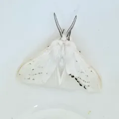 Agreeable Tiger Moth thumbnail 1
