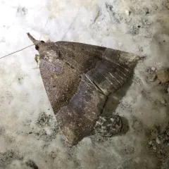 Gray-edged Snout thumbnail 3