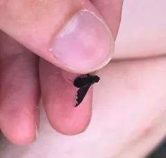 Hemipenthes jaennickeana thumbnail 3