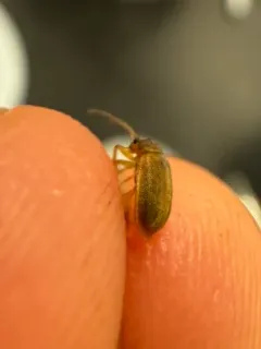 Tricholochmaea vaccinii thumbnail 2