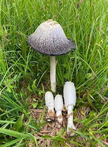 Coprinus colosseus