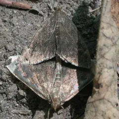 White-fringed Pyrausta Moth thumbnail 4