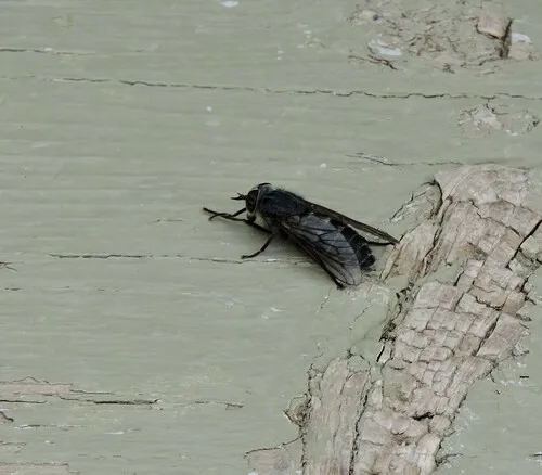 Hybomitra osburni
