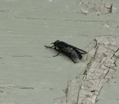 Hybomitra osburni thumbnail 1