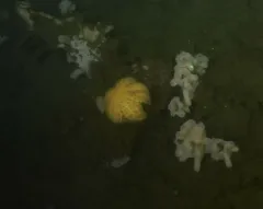 Northeastern Pacific Sea Star thumbnail 2
