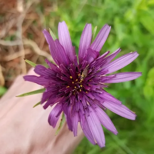 purple salsify