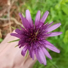 purple salsify thumbnail 1