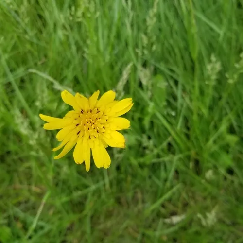meadow salsify
