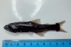 MacDonald's Lanternfish thumbnail 3