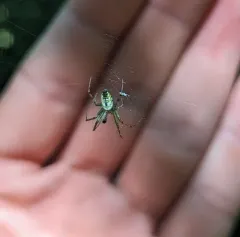 Mangora spiculata thumbnail 4