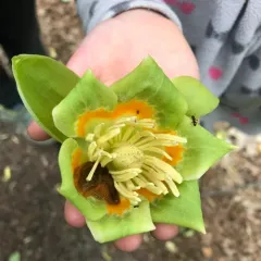American tuliptree thumbnail 2
