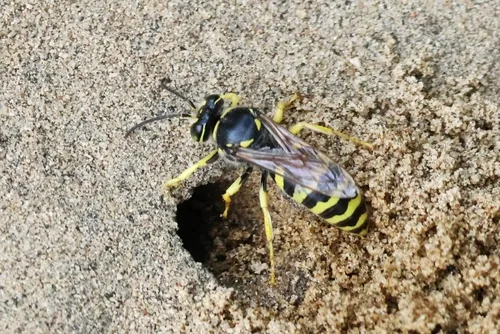 Stictiella emarginata