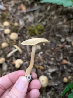 Agrocybe flexuosipes thumbnail 1