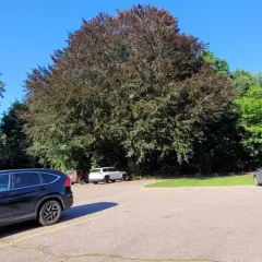 European beech thumbnail 4