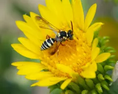 Suave Nomad Bee thumbnail 3