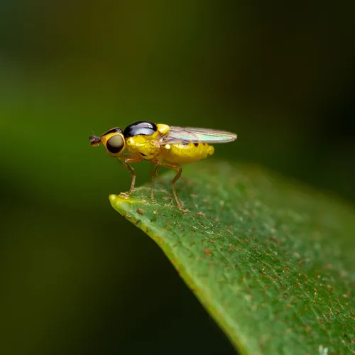 Thaumatomyia grata