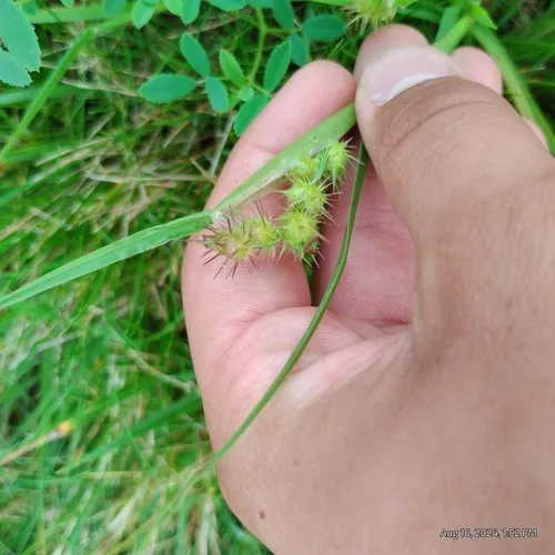 mat sandbur