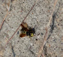 Eucerceris zonata thumbnail 2