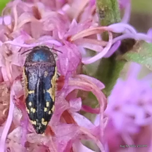 Flat-headed Baldcypress Sapwood Beetle