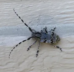 Spotted Tree Borer thumbnail 4