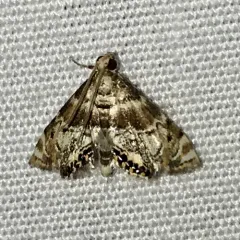 Feather-edged Petrophila thumbnail 2