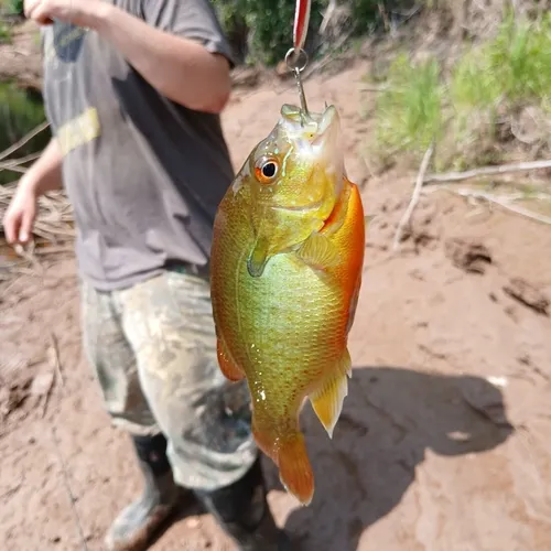 Redbreast Sunfish