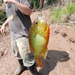 Redbreast Sunfish thumbnail 1