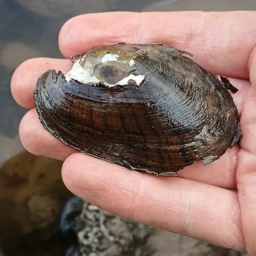 Eastern Lampmussel