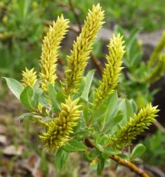Undergreen Willow thumbnail 3