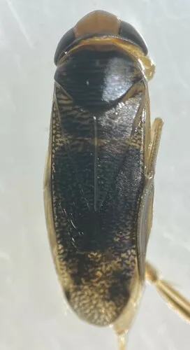 Cenocorixa bifida