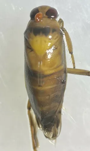 Notonecta borealis