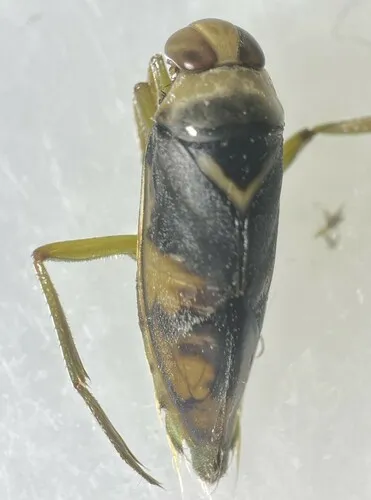 Notonecta spinosa