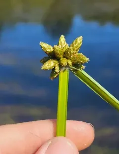 Bog Bulrush thumbnail 4