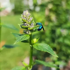 Chrysis angolensis thumbnail 4