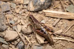 Oregon Short-winged Grasshopper thumbnail 4