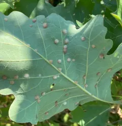 oak flake gall wasp thumbnail 3