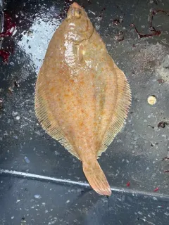 Yellowtail flounder thumbnail 4